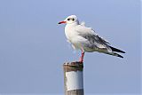 Brown-headed Gullborder=